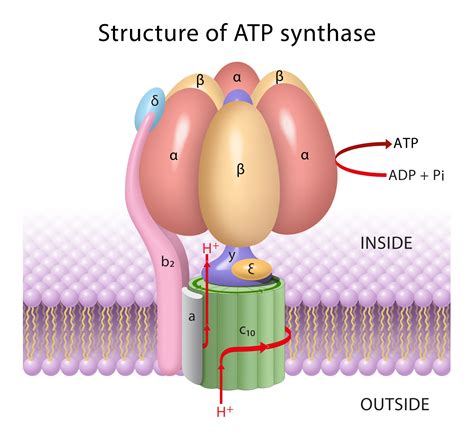 Mitochondrial Function, ATP Production, Protein Folding & Molecular ...