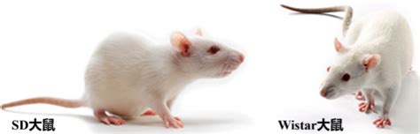 乳鼠厂家-NOD小鼠-大小鼠饲料-辽宁长生生物技术股份有限公司