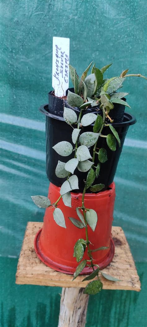 Hoya Krohniana Eskimo Silver – ASHIYANA STORE