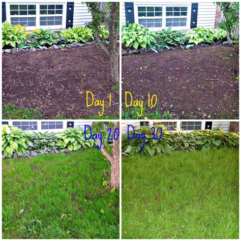 How to Grow Grass from Seed [Easy Guide] | DIY Passion | Pflanzen, Gras ...