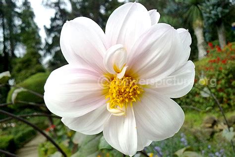 Flowers by Name-D-Dianthus,DianthusCaryophyllus,Dahlia Pink,Dianthus ...