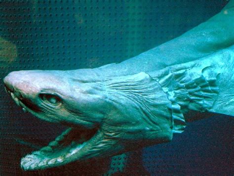 10 Deep Sea Sharks Rarely Seen By Humans - A-Z Animals