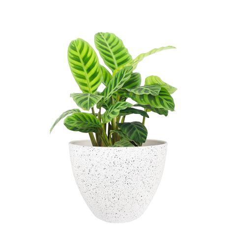 Buy La Jolie Muse Flower Pots Outdoor Indoor Garden Planters,Plant Pots ...