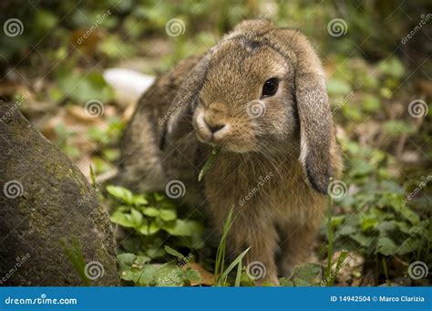 Floppy bunny stock photo. Image of rabbit, garden, grass - 14942504