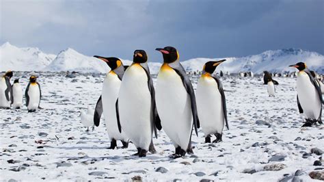14 Types Of Penguins (With Pictures!) - Tededer.com