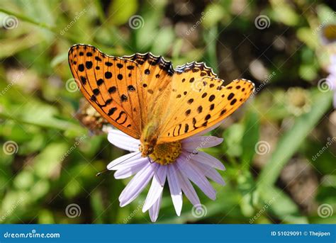 Orange color butterfly stock image. Image of climate - 51029091