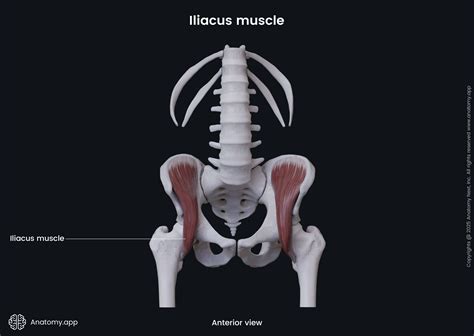 Hip Flexor Muscles Anatomy
