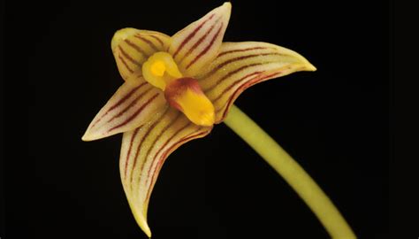 orchids-of-sikkim-himalayas