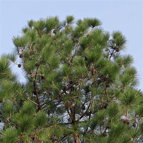 Buy Conifer Seeds online from Nurserylive at lowest price.