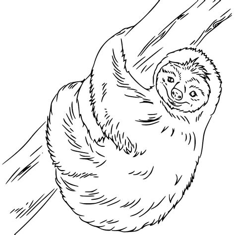 Image result for Sloth Coloring Pages