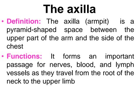 Meaning Of Axillae