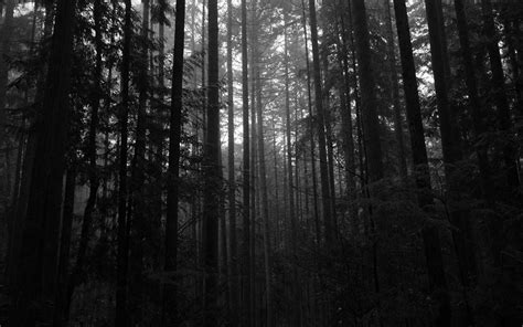 Download wallpaper 2560x1600 trees, forest, dark, trunks widescreen 16: ...