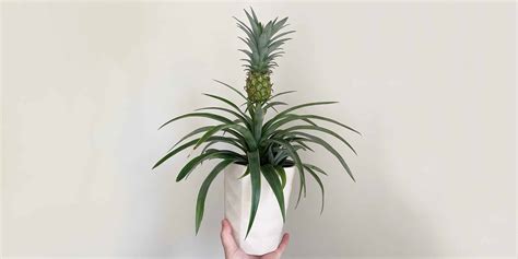 Pineapple Plant Care and Growing Guide | Plantcarefully