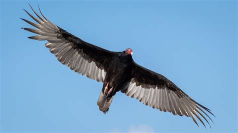 How High Do Turkey Vultures Fly? An In-Depth Look