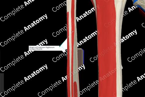 Image result for Extensor Digitorum Longus Muscle Function