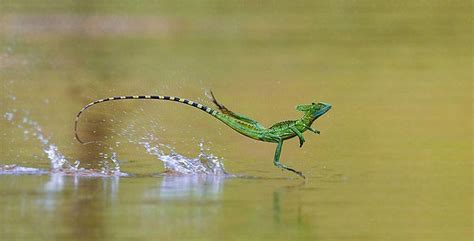 Image result for Lizard HTML Report Example