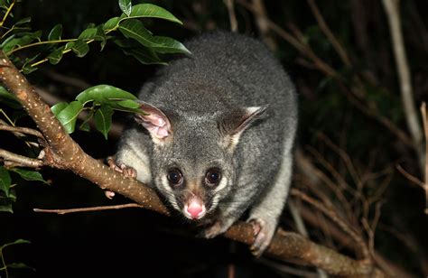 Golden Brushtail Possum