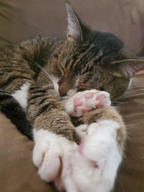 35 HQ Images Pillow Foot In Cats - Cat Paw Pictures Download Free ...