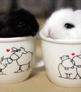 cute, rabbits and tattoo - image #761402 on Favim.com