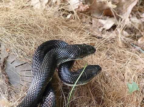 King Snake Eating Copperhead