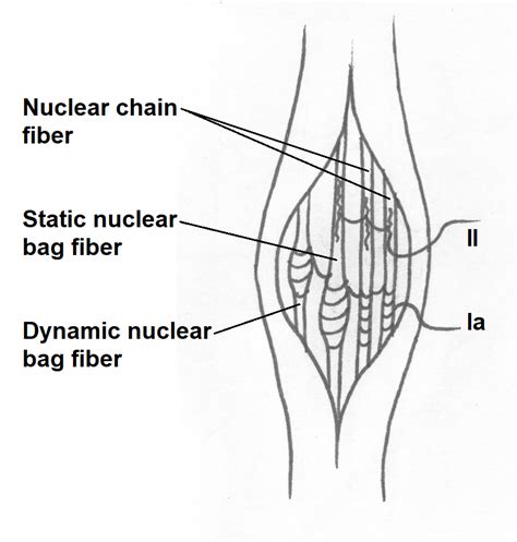 Image result for Muscle Spindle