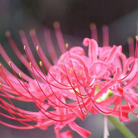 Buy Novakie Pink Lycoris Lily/Spider Lily/Surprise Lily/Naked Lady Lily ...