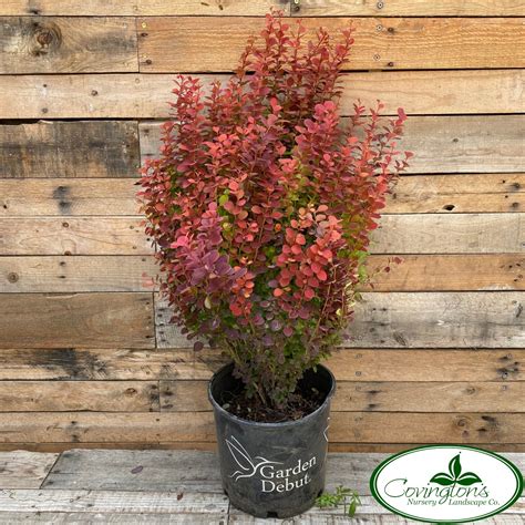 BARBERRY orange rocket – Covingtons