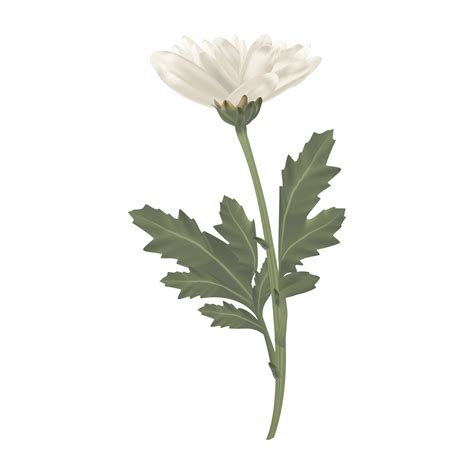 Daisy Have Leaves at Rory Birch blog