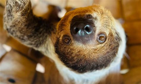 Georgia Untamed Zoo - From $10.80 - Hogansville | Groupon