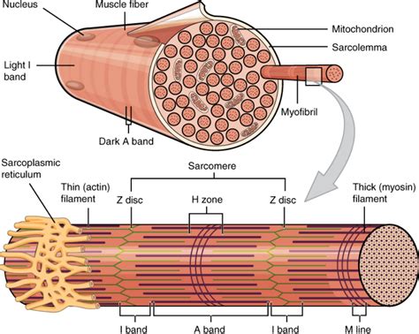 Muscle | Encyclopedia MDPI