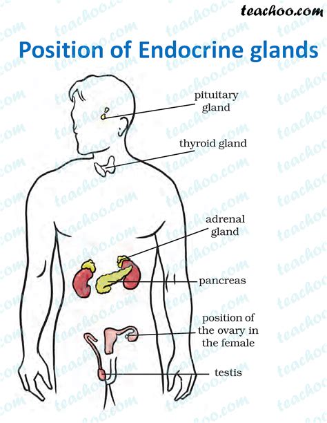 Image result for Endocrine System Table