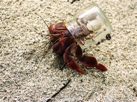 Hermit Crabs With Glass Shells