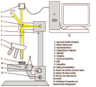 Image result for Microscope Schema Optique
