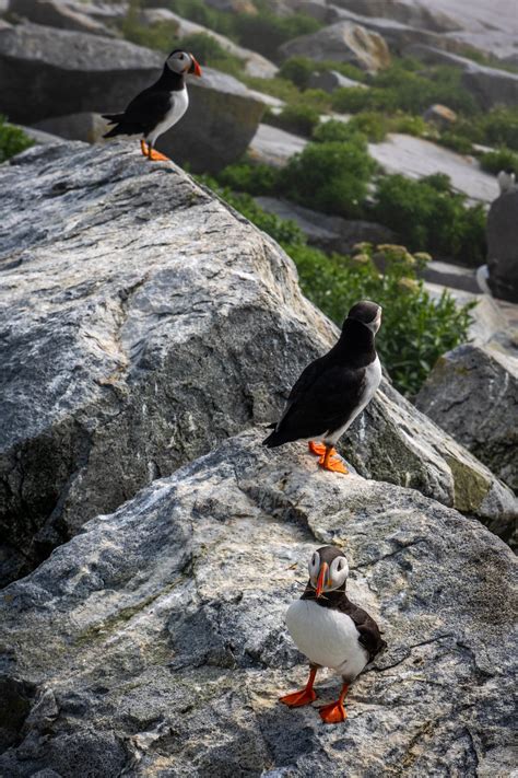 The Puffin Tour at Machias Seal Island — MARITIMES MAVEN