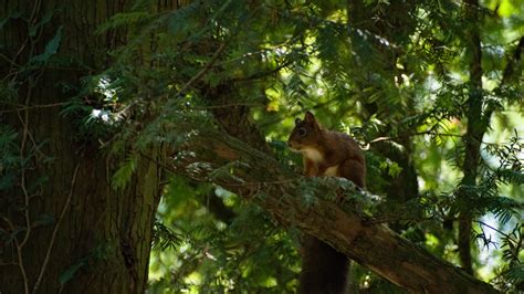 Wallpaper squirrel, animal, tree, wildlife hd, picture, image