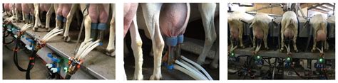 Physiological Aspects of Milk Somatic Cell Count in Small Ruminants—A ...