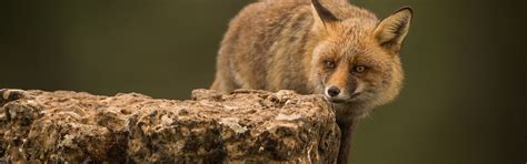 Download wallpaper look, background, stone, Fox, red, section animals ...