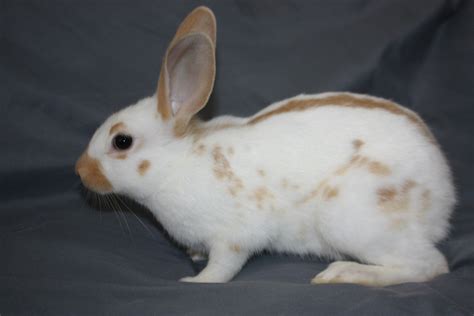 English Spot Rabbits, Golden Doe Named Nova | English spot rabbit ...
