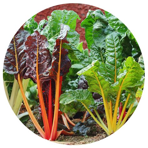 What To Plant In March — Green Acres Nursery & Supply