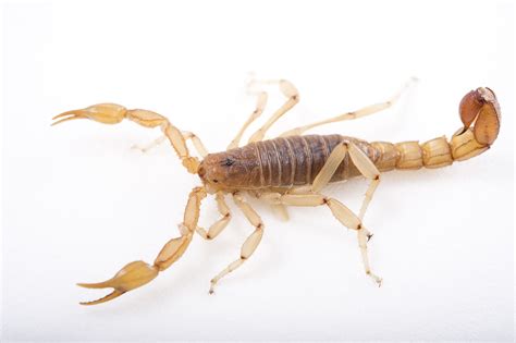 What To Do If You See A Scorpion