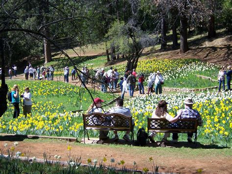 SheRetired: Daffodil Hill