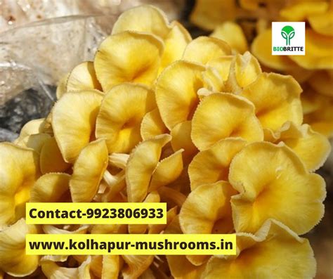 Yellow oyster mushroom spawn | mushroom spawn supply | biobritte cart ...