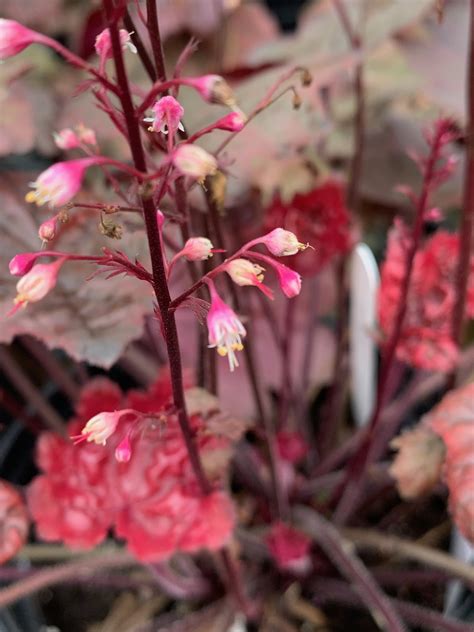 The Hanover Plant Farm Nursery and Garden Center – Hanover Vegetable Farm