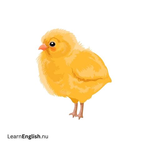 Bird Names in Spanish: 77 Birds in Spanish to English - learn spanish