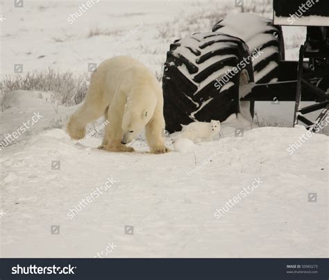 26 Polar Bear Food Chain Images, Stock Photos & Vectors | Shutterstock