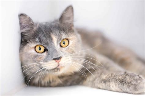 Dilute Tortie Cat: Facts, Genetics, Health & FAQs (With Pictures!)