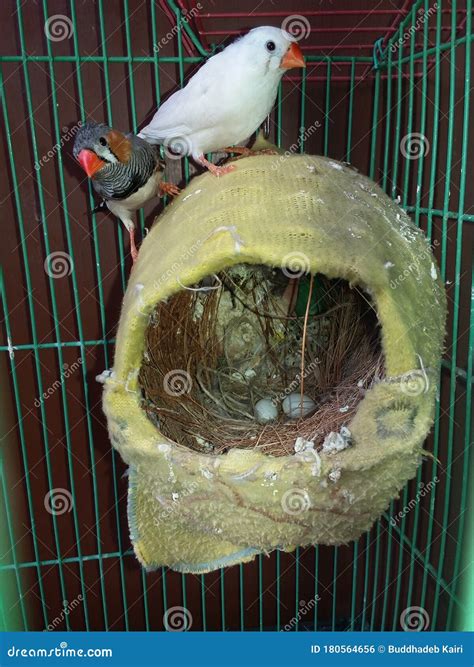 Pet Finch Bird in Nest with Egg at Home Picture Stock Photo - Image of ...