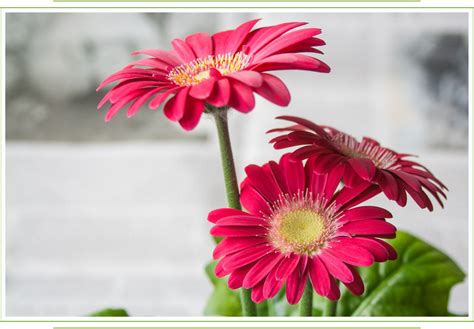 Gerbera Daisy Care Guide: Growing Information, Tips and Meaning ...
