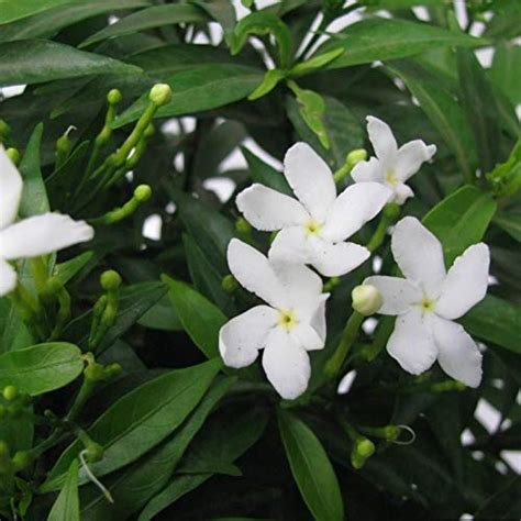 NurseryNature Tagar (Chandni) Plant/Flower Plant : Amazon.in: Garden ...