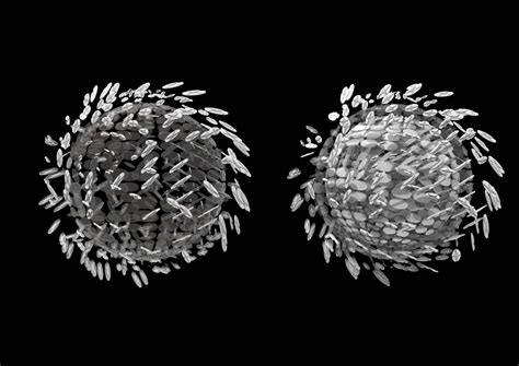 Image result for Cellular Mutation